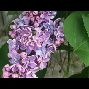 Meet your Posher, Milka